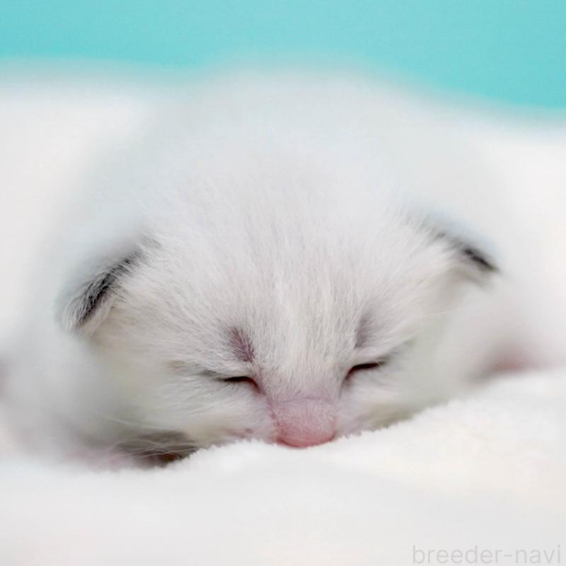 販売中の東京都のラグドール-136550の3枚目