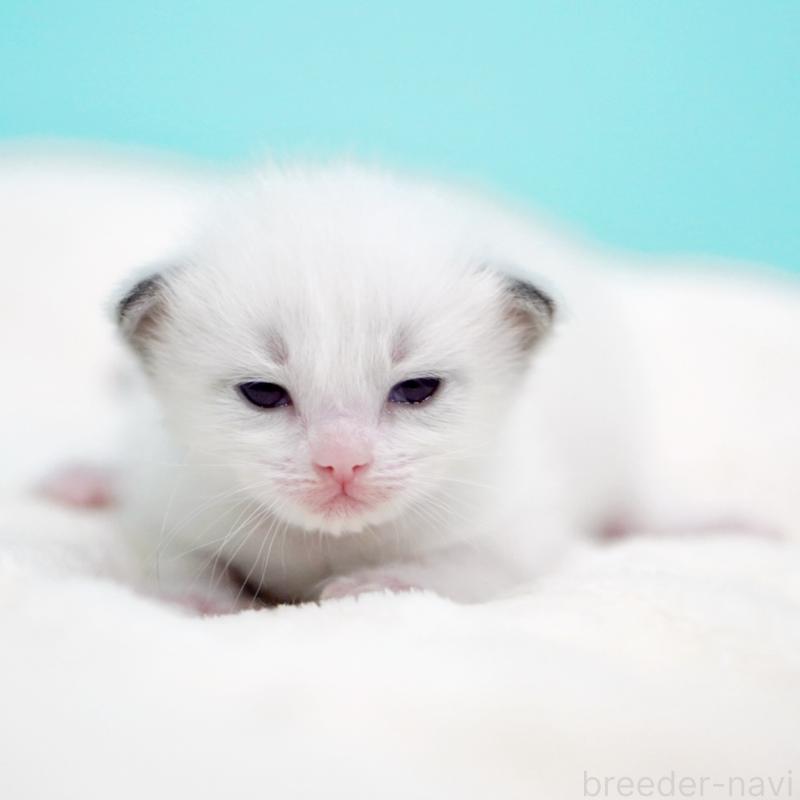 販売中の東京都のラグドール-136550の2枚目