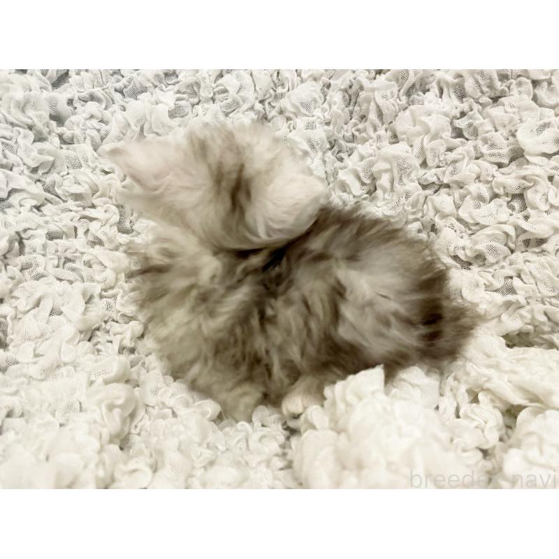 販売中の島根県のミヌエット(短足)-136551の5枚目