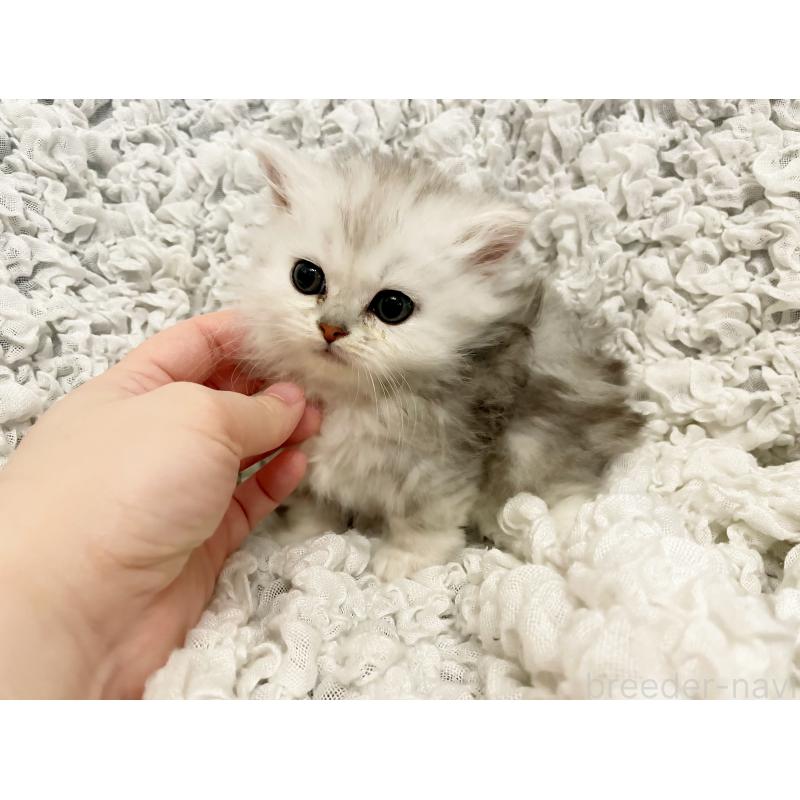 販売中の島根県のミヌエット(短足)-136551の4枚目