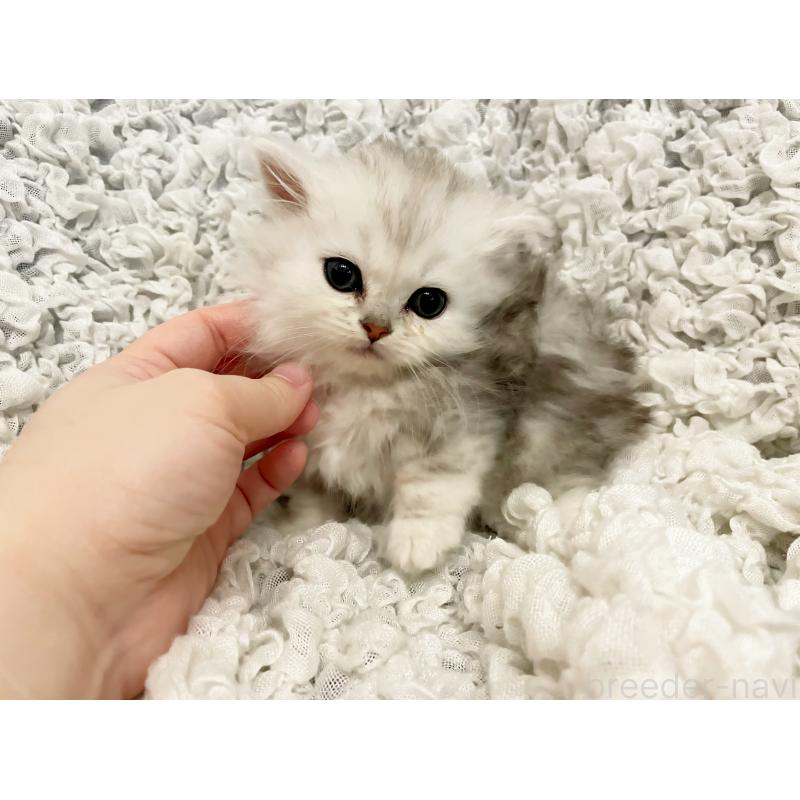 販売中の島根県のミヌエット(短足)-136551の3枚目