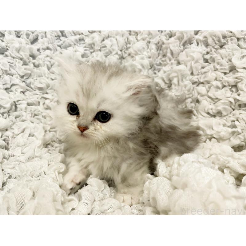 販売中の島根県のミヌエット(短足)-136551の2枚目