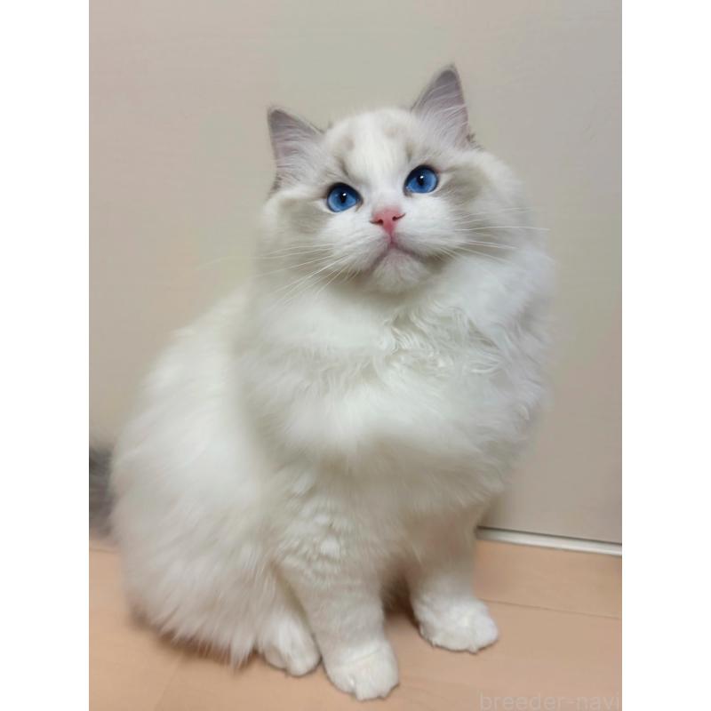 商談中の神奈川県のラグドール-131411の3枚目