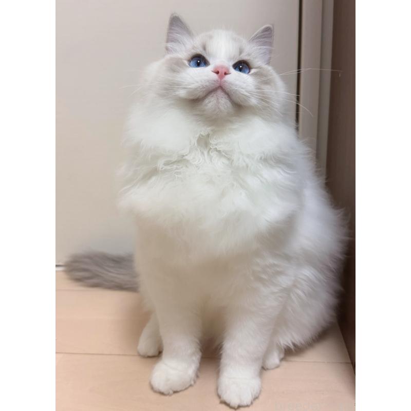 商談中の神奈川県のラグドール-131411の2枚目