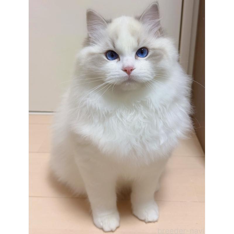 商談中の神奈川県のラグドール-131411