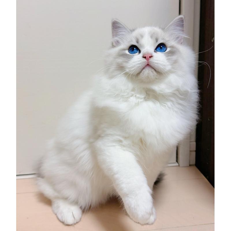 販売中の神奈川県のラグドール-131409の3枚目