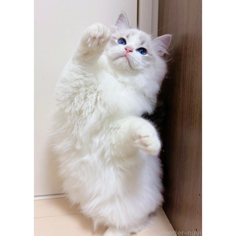 販売中の神奈川県のラグドール-131409の1枚目