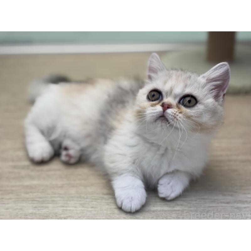 成約済の神奈川県のミヌエット-135528の25枚目