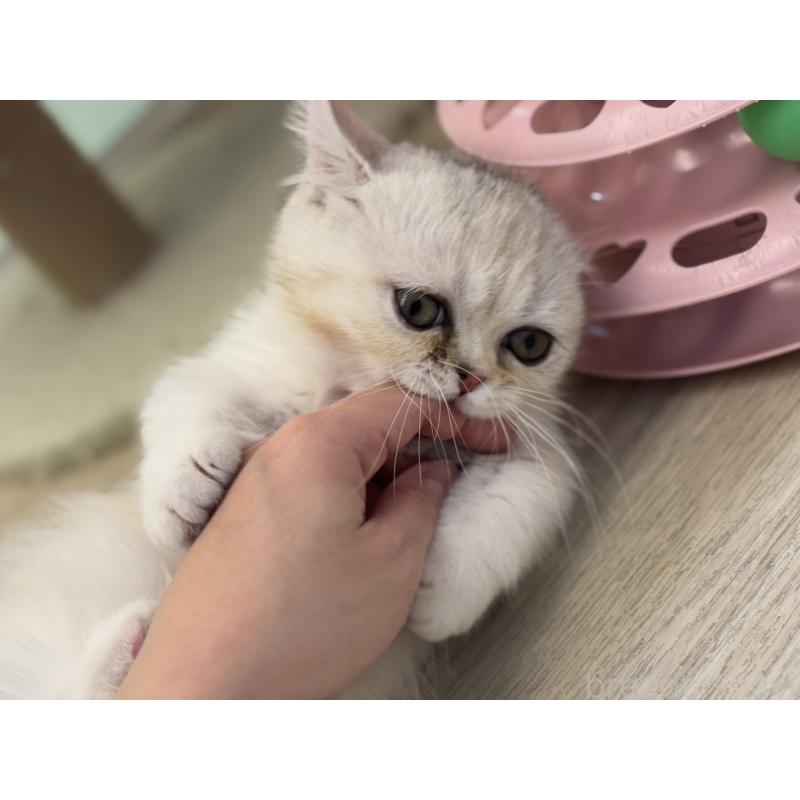 成約済の神奈川県のミヌエット-135528の24枚目