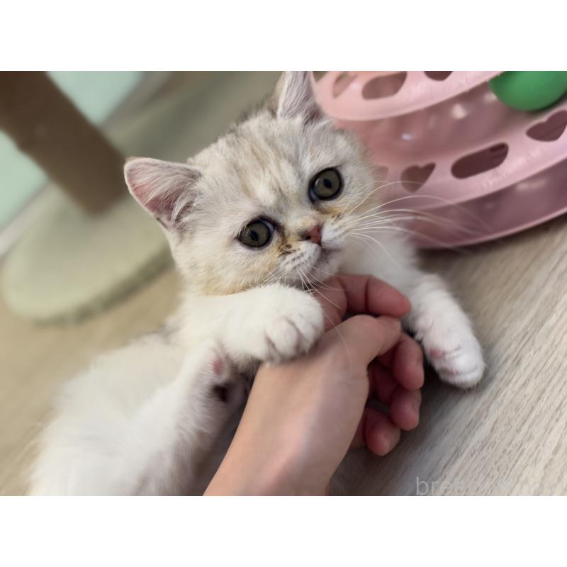 成約済の神奈川県のミヌエット-135528の23枚目