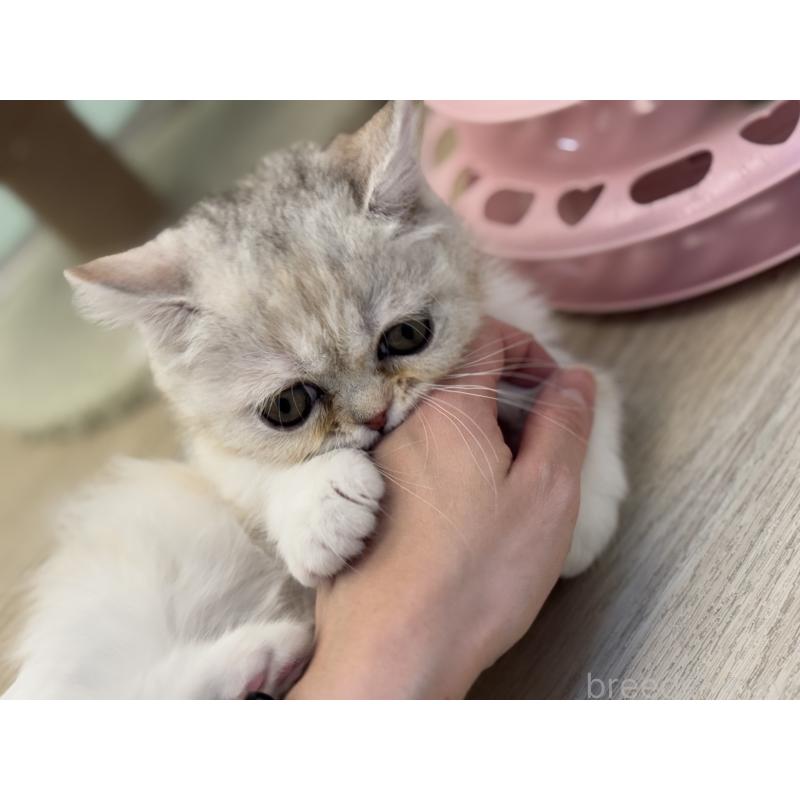 成約済の神奈川県のミヌエット-135528の22枚目