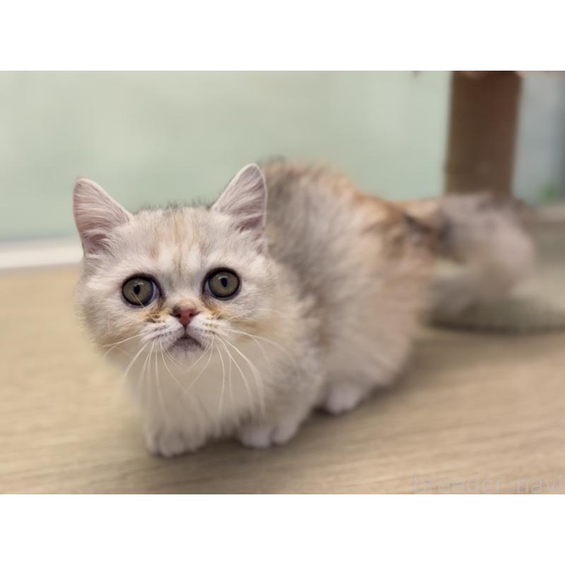 成約済の神奈川県のミヌエット-135528の21枚目