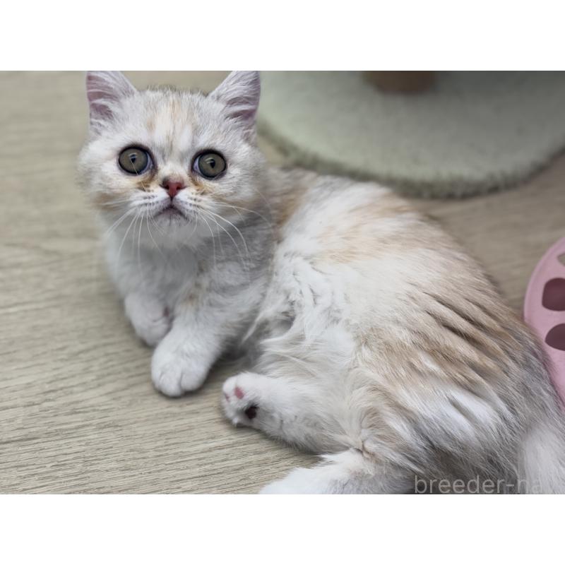 成約済の神奈川県のミヌエット-135528の20枚目