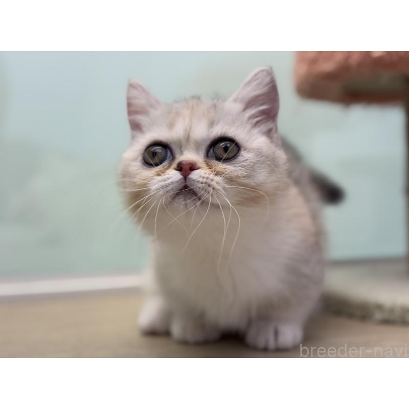 成約済の神奈川県のミヌエット-135528の19枚目