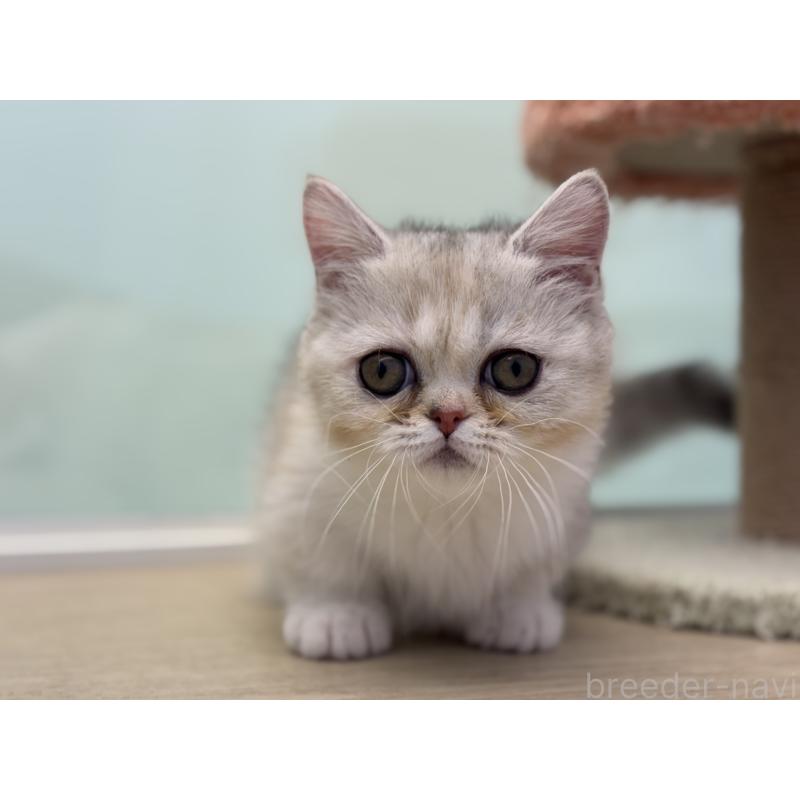 成約済の神奈川県のミヌエット-135528の18枚目