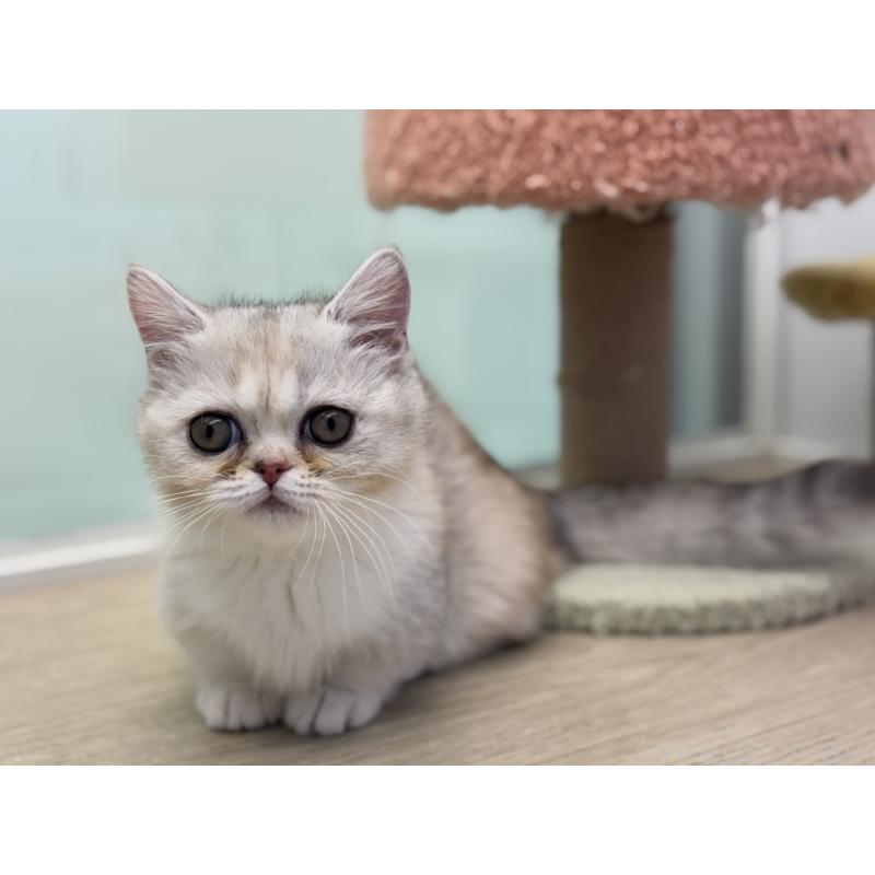 成約済の神奈川県のミヌエット-135528の17枚目