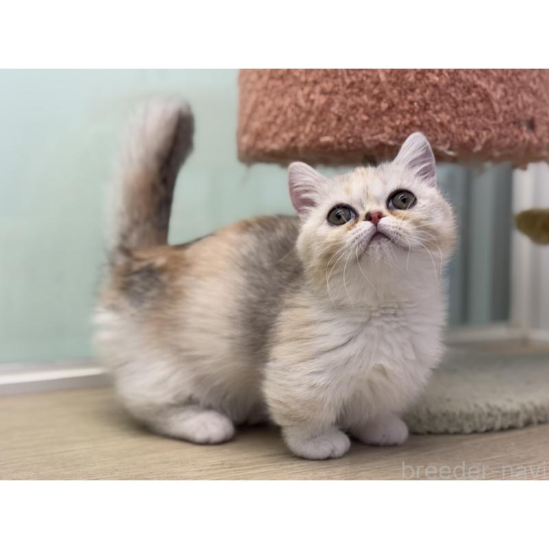 成約済の神奈川県のミヌエット-135528の15枚目