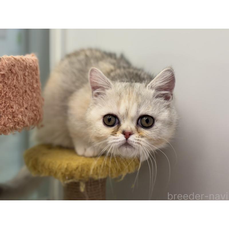 成約済の神奈川県のミヌエット-135528の14枚目