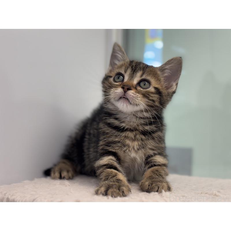 成約済の神奈川県のアメリカンショートヘア-134918の15枚目