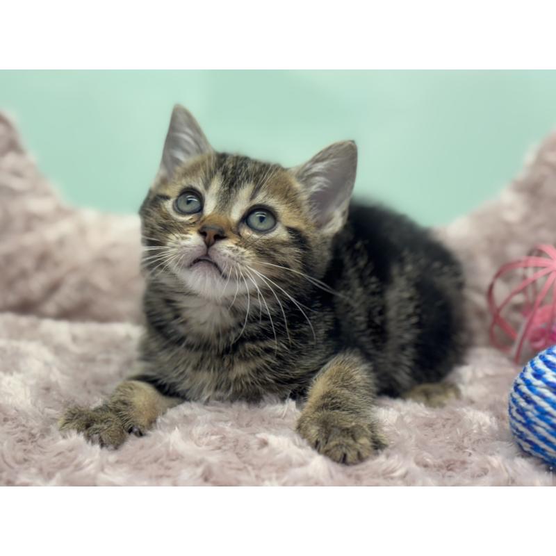 成約済の神奈川県のアメリカンショートヘア-134918の14枚目