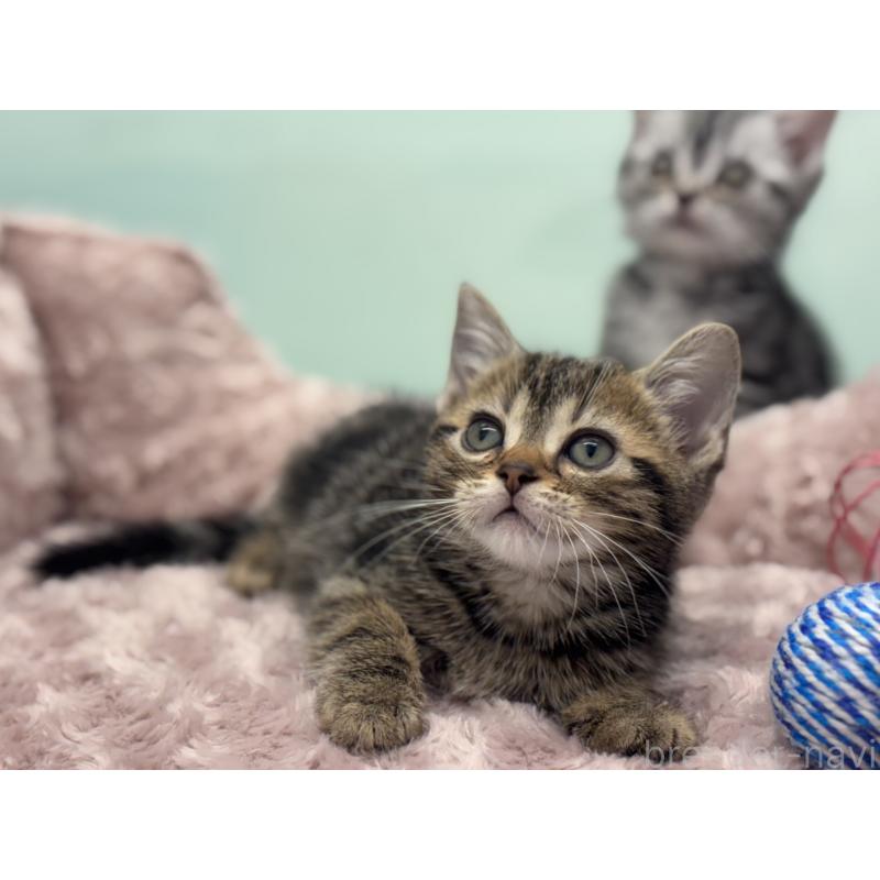 成約済の神奈川県のアメリカンショートヘア-134918の13枚目