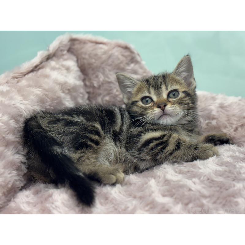 成約済の神奈川県のアメリカンショートヘア-134918の12枚目