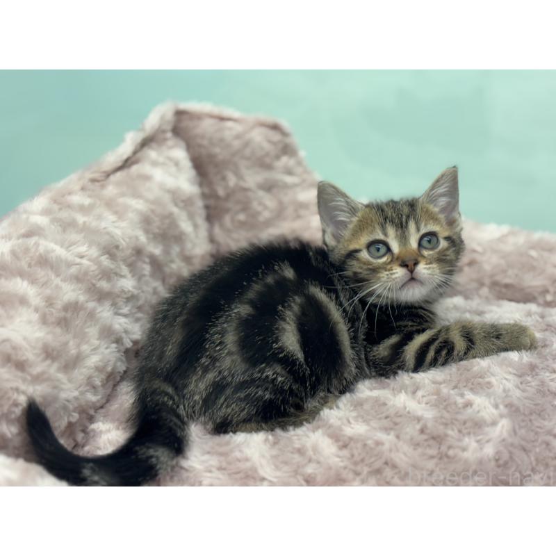 成約済の神奈川県のアメリカンショートヘア-134918の11枚目