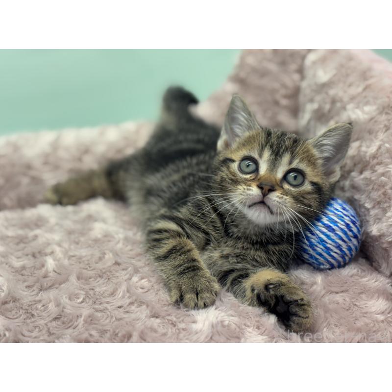 成約済の神奈川県のアメリカンショートヘア-134918の10枚目