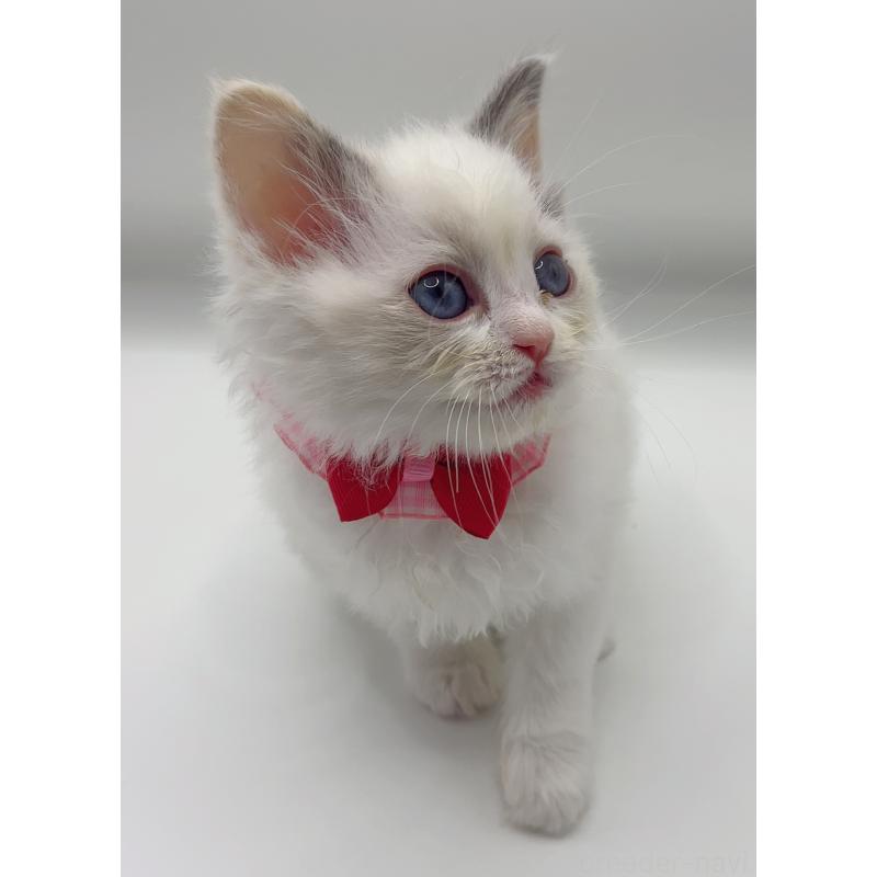 販売中の福島県のラグドール-135788の4枚目