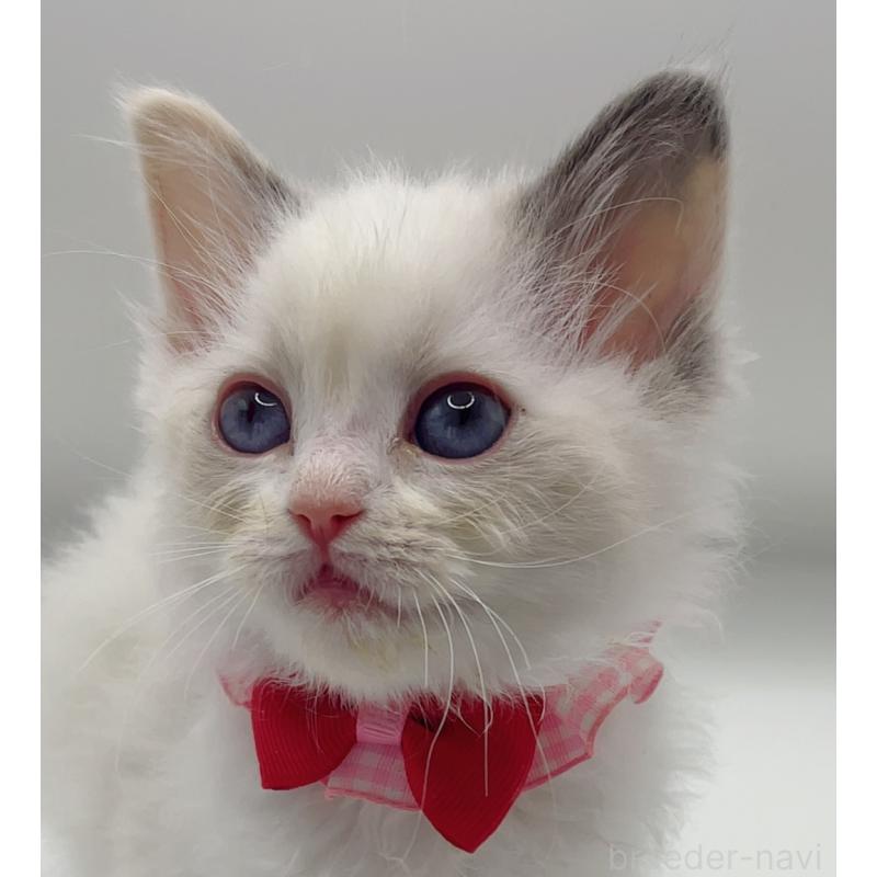 販売中の福島県のラグドール-135788の3枚目