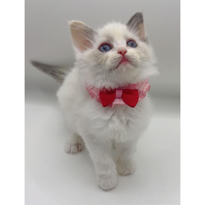 販売中の福島県のラグドール-135788の2枚目