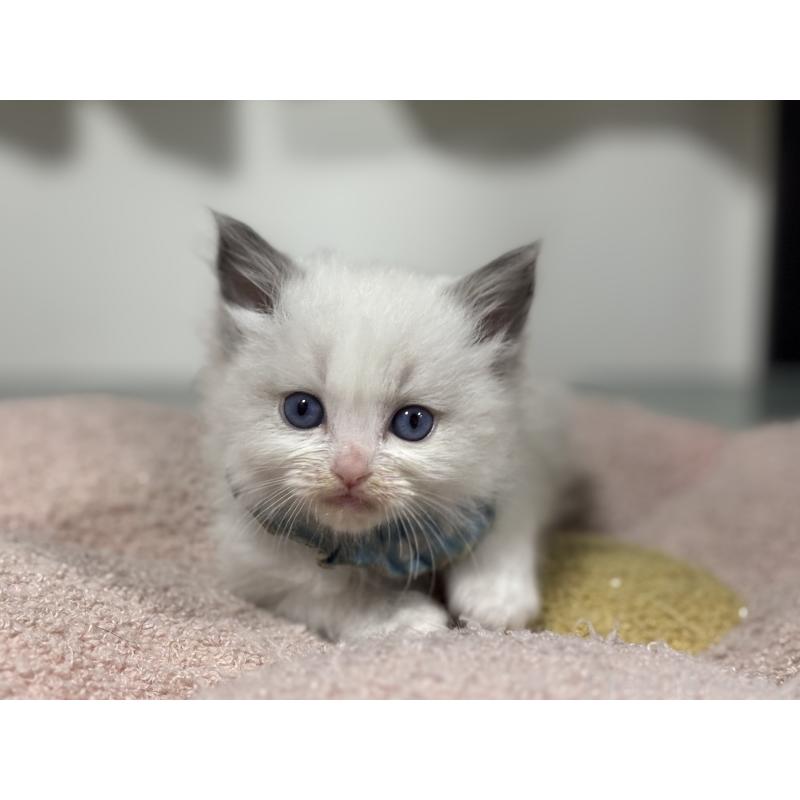 販売中の神奈川県のラグドール-136554の10枚目