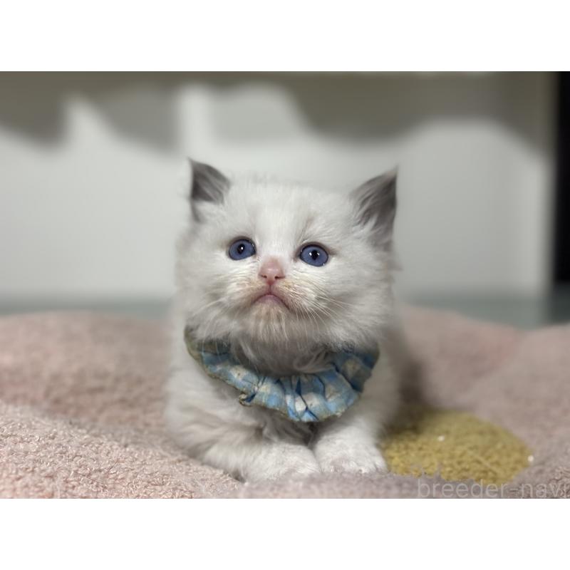 販売中の神奈川県のラグドール-136554の9枚目