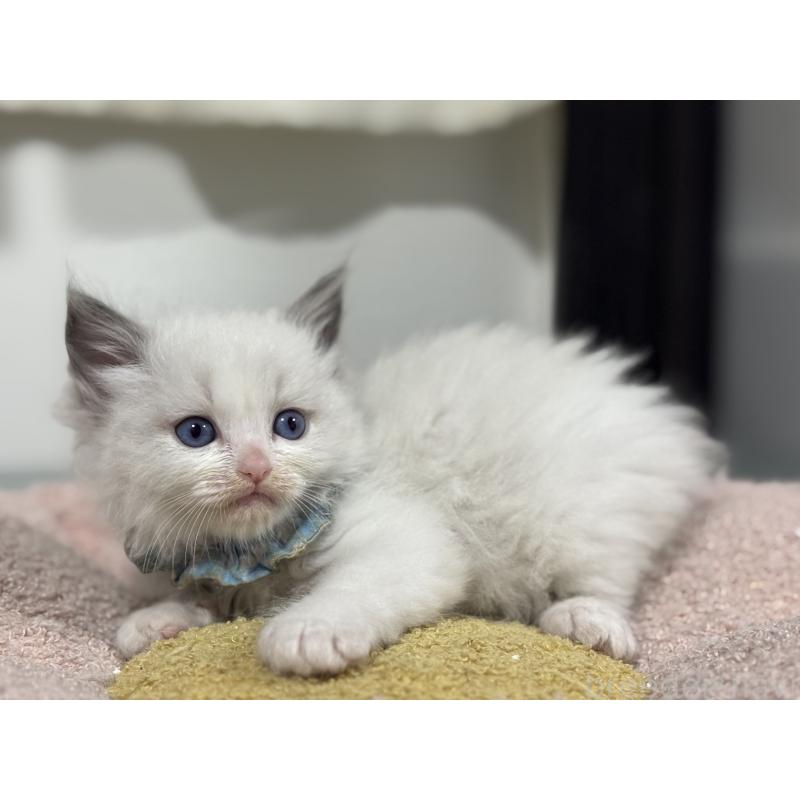 販売中の神奈川県のラグドール-136554の8枚目