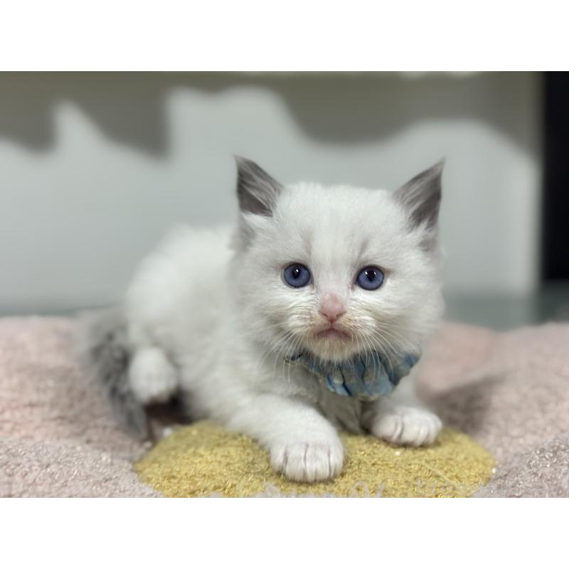 販売中の神奈川県のラグドール-136554の6枚目