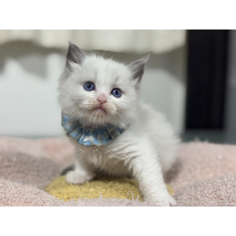 販売中の神奈川県のラグドール-136554の5枚目