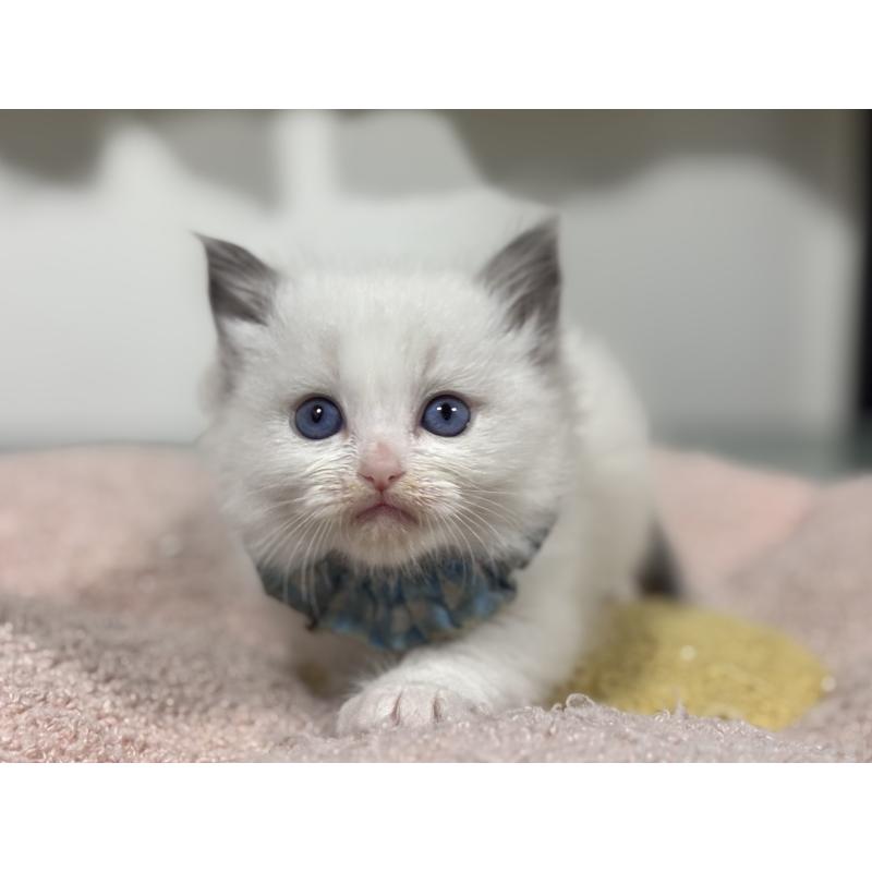 販売中の神奈川県のラグドール-136554の4枚目