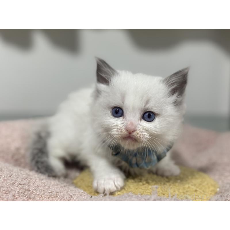 販売中の神奈川県のラグドール-136554の3枚目