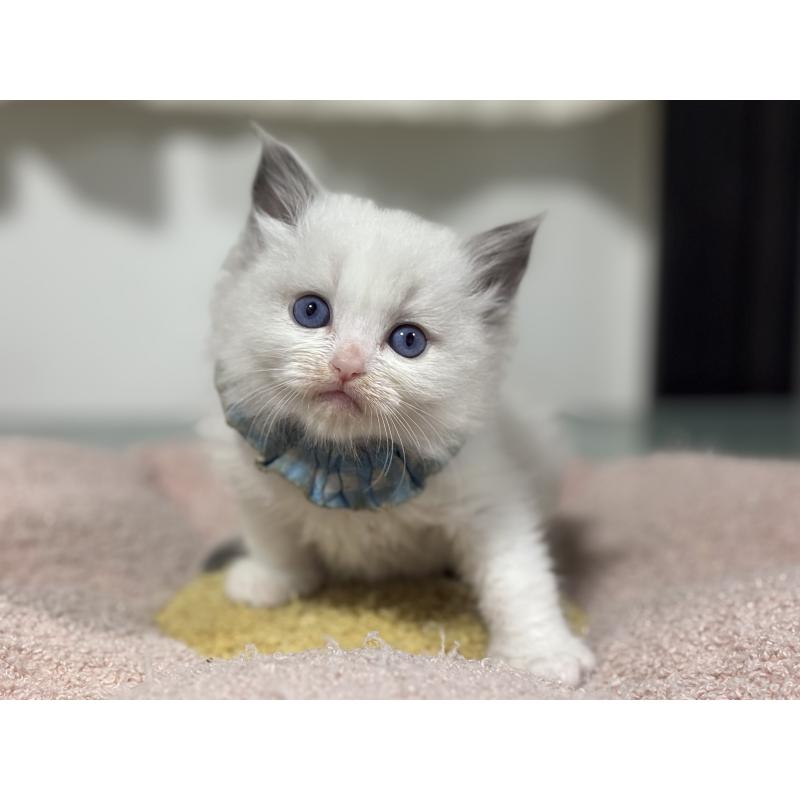 販売中の神奈川県のラグドール-136554の2枚目