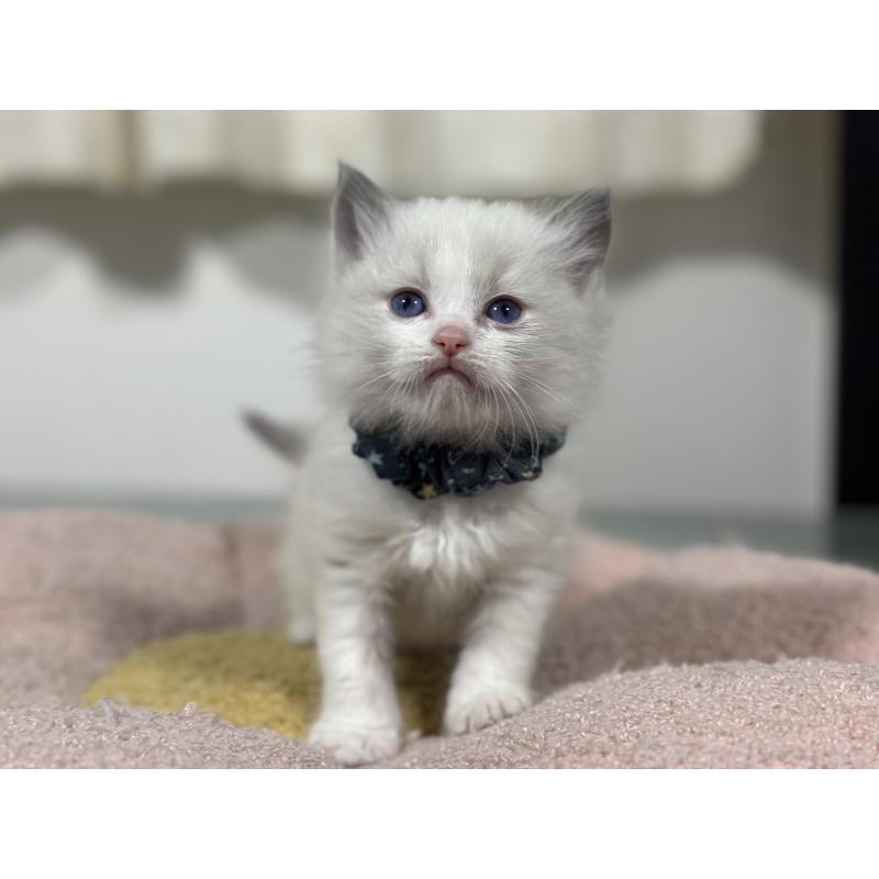 販売中の神奈川県のラグドール-136555の9枚目