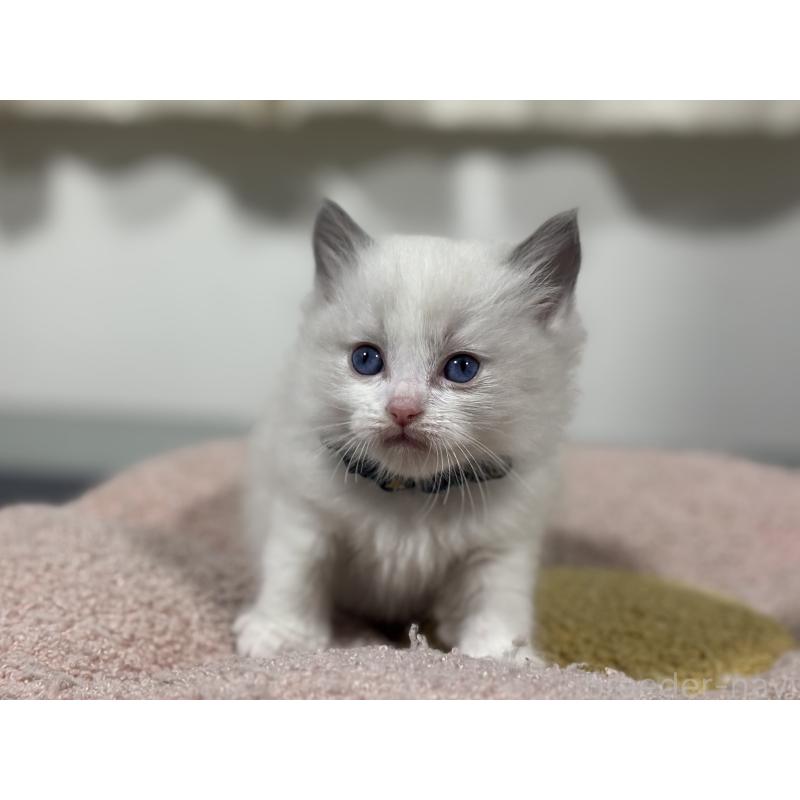 販売中の神奈川県のラグドール-136555の7枚目