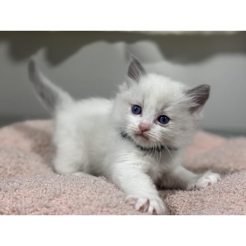 販売中の神奈川県のラグドール-136555の6枚目