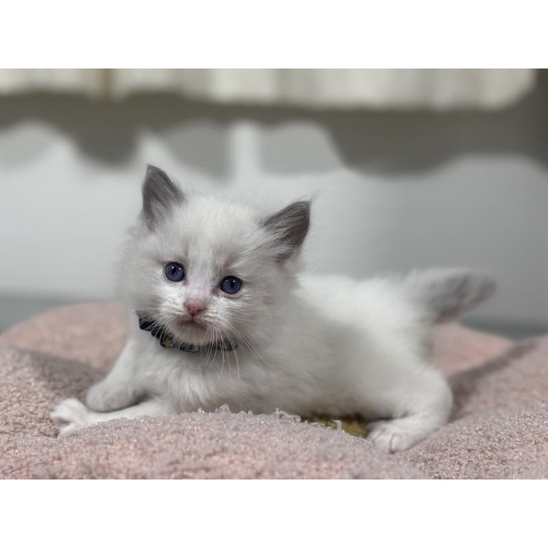 販売中の神奈川県のラグドール-136555の3枚目