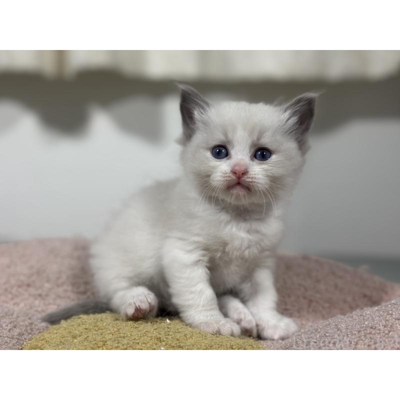 販売中の神奈川県のラグドール-136556の12枚目