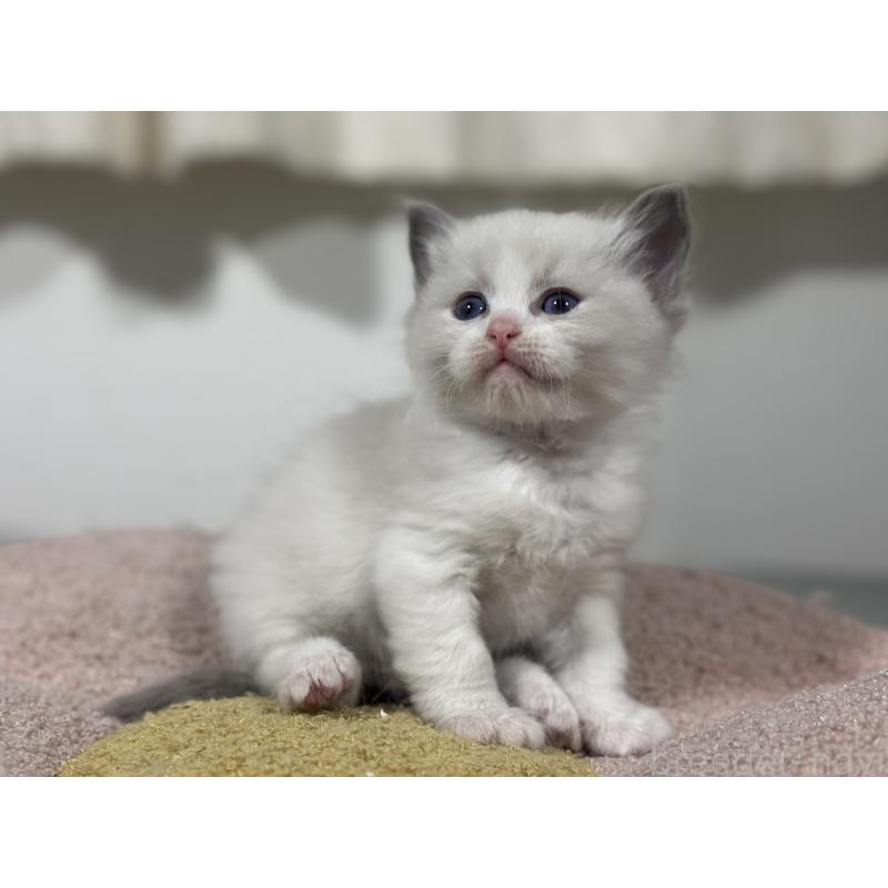 販売中の神奈川県のラグドール-136556の11枚目