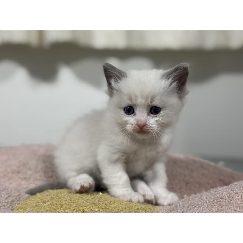 販売中の神奈川県のラグドール-136556の10枚目