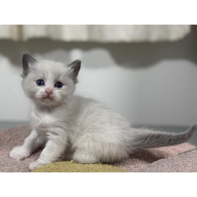 販売中の神奈川県のラグドール-136556の9枚目