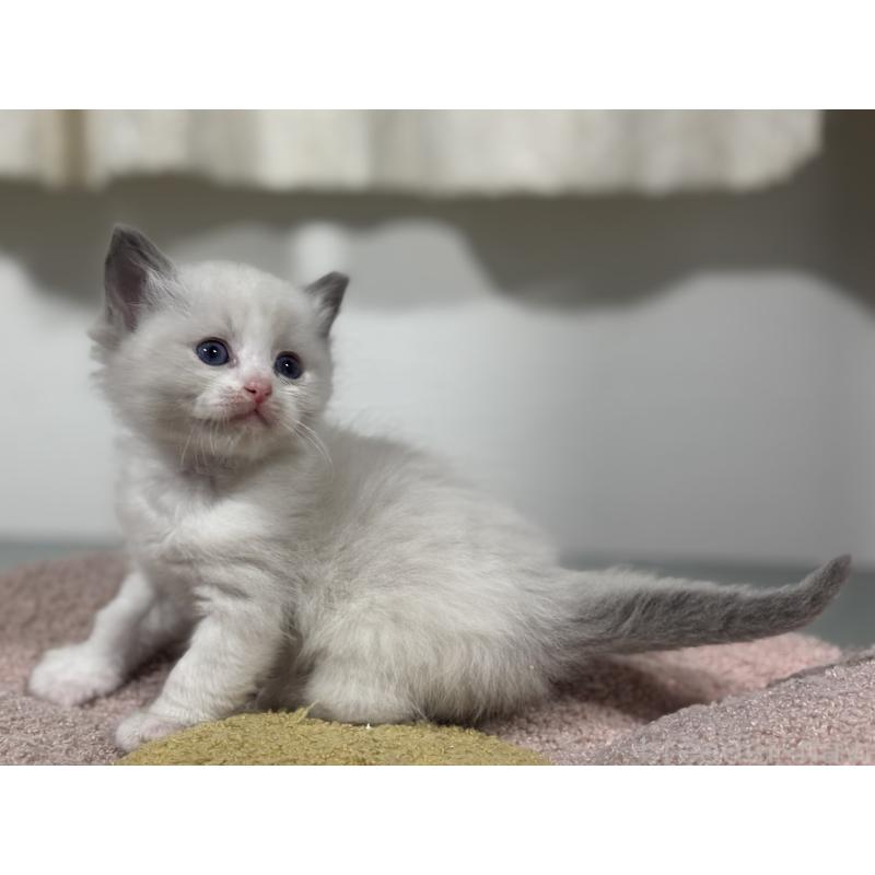 販売中の神奈川県のラグドール-136556の7枚目