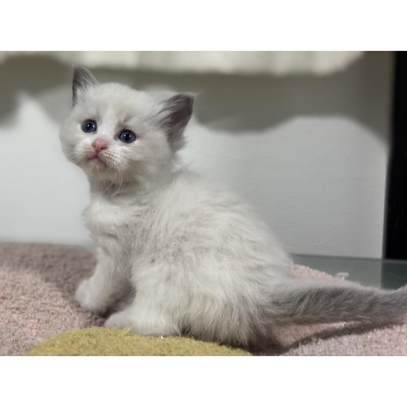 販売中の神奈川県のラグドール-136556の6枚目