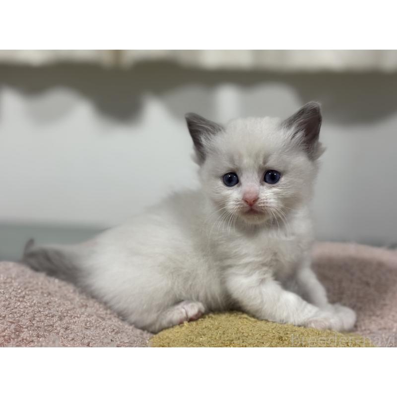 販売中の神奈川県のラグドール-136556の5枚目